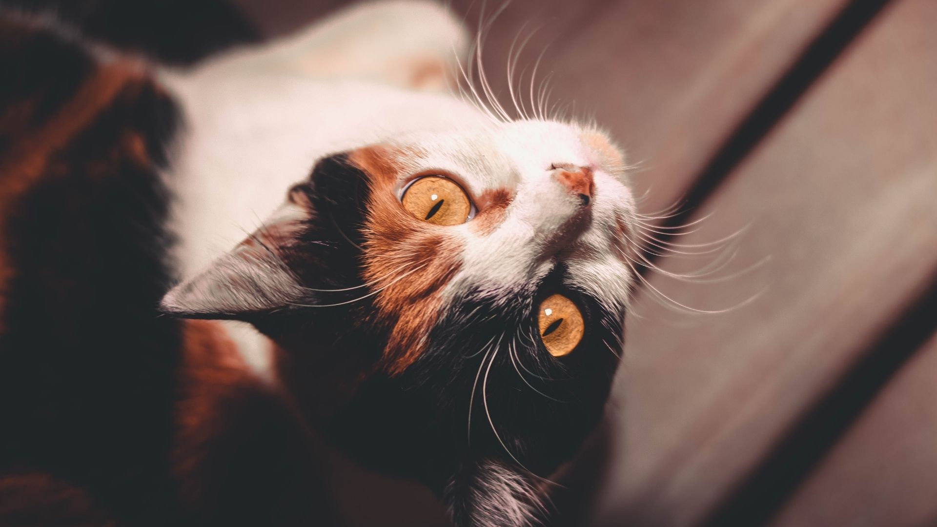 Payment Options for Veterinary Care Hawk Ridge Animal Hospital